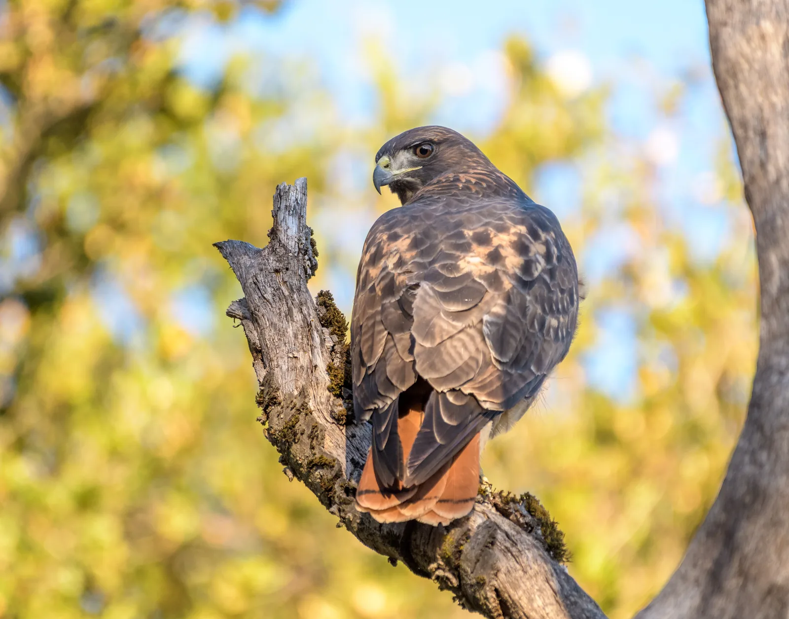 Red-tailed hawk looking back from a tree branch